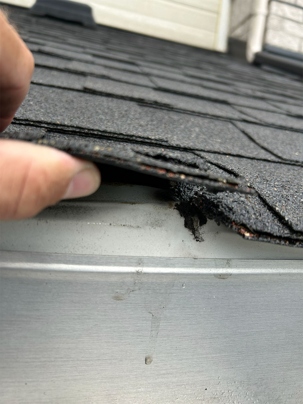 Close-up of damaged asphalt shingle lifting at roof edge showing structural deterioration